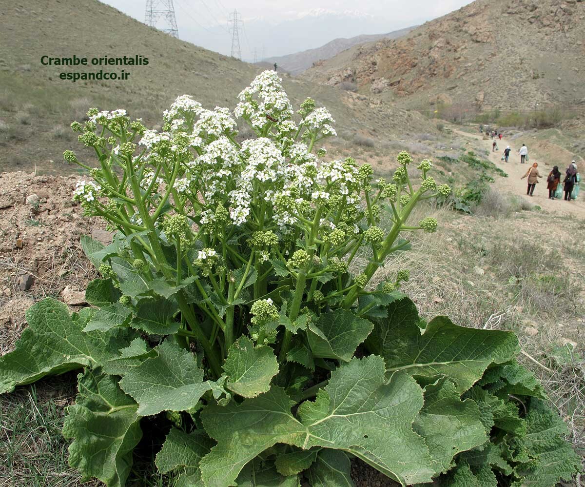  بذر گل سپیده 